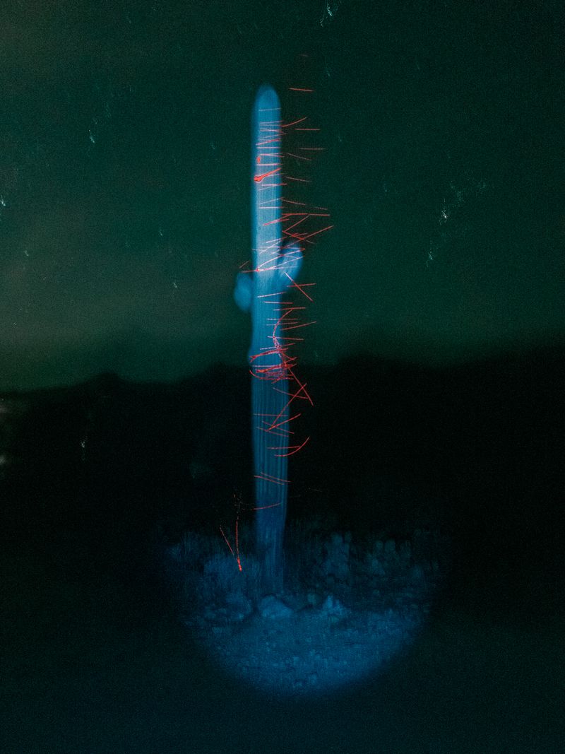 © Wenkai Wang - Cactus