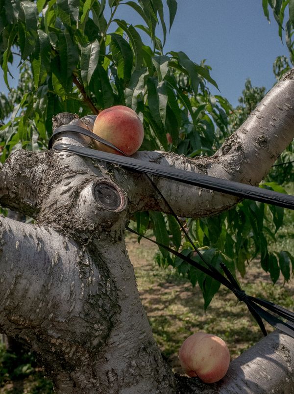 © Wenkai Wang - Double