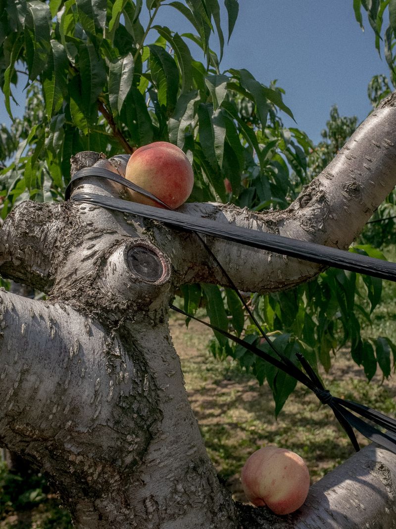 © Wenkai Wang - Double