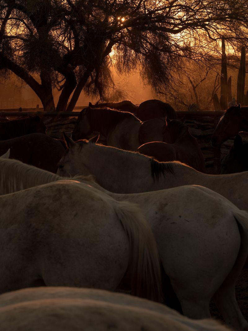 © Wenkai Wang - Horseback