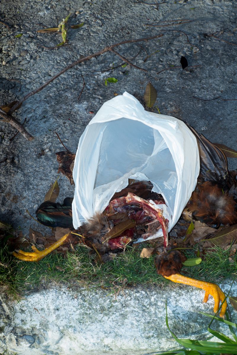 © Wenkai Wang - Dead Chicken