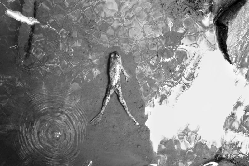 © Caleb Stein - Frog in Cosmos. 2021.