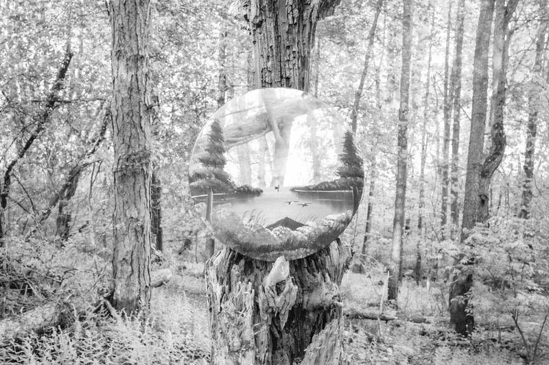 © Caleb Stein - Forrest Portal, The Watering Hole, 2022