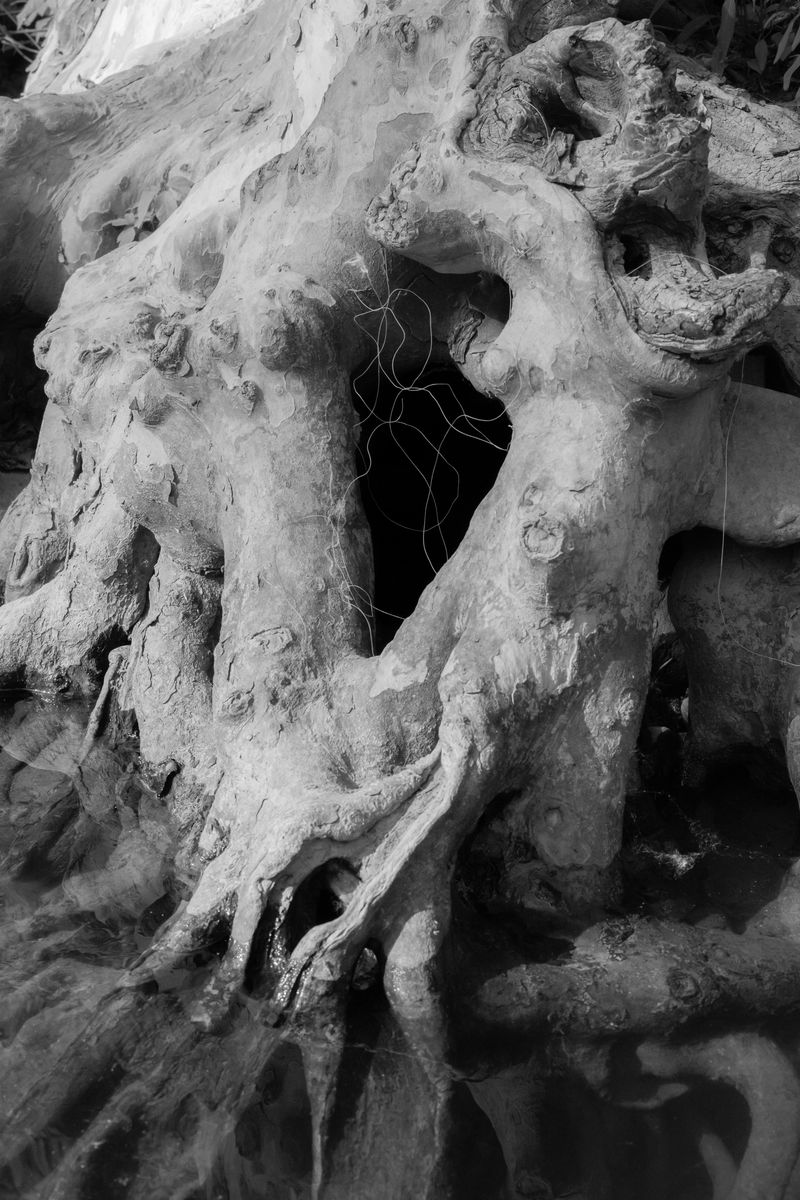 © Caleb Stein - Roots and Fisherman’s String, The Watering Hole, 2023