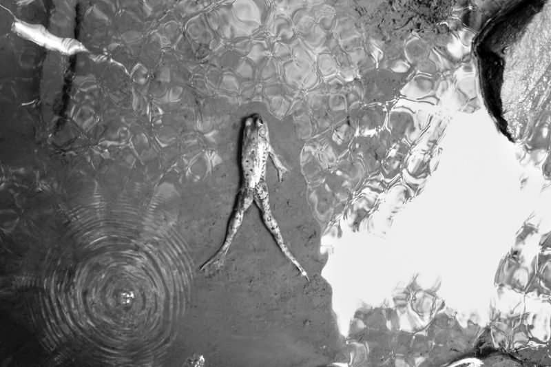 © Caleb Stein - Frog in Cosmos. 2021.