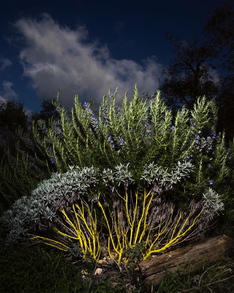 © Gassi - Image from the Seconda Natura photography project