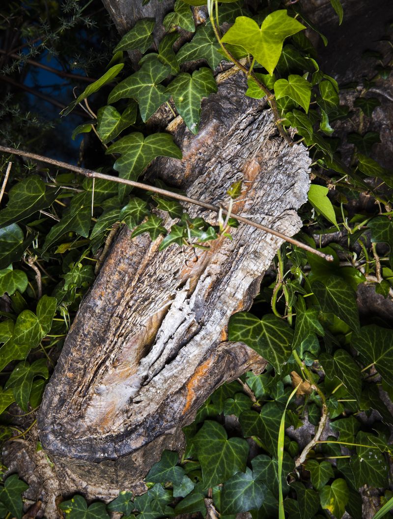 © Gassi - Image from the Seconda Natura photography project