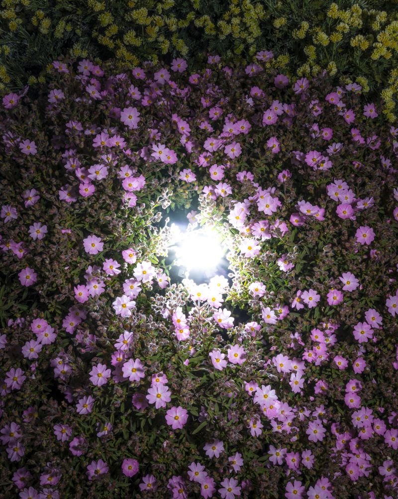 © Gassi - Image from the Seconda Natura photography project