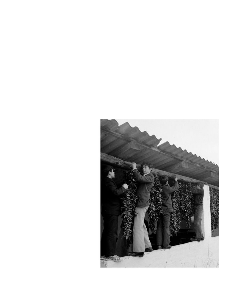 © Vanessa Lucrezia Francia - Manipulation of an archive from Fortean/Peterfy Istvan