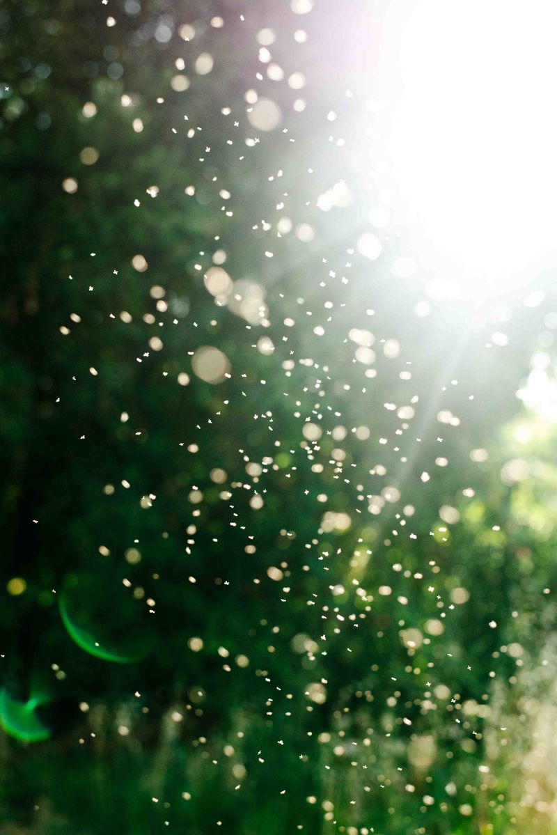 © Vanessa Lucrezia Francia - Image from the Se potessi essere Farfalla photography project