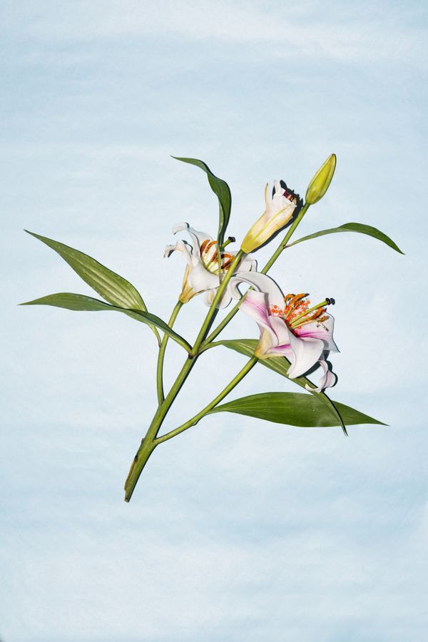 © Vanessa Lucrezia Francia - looking better