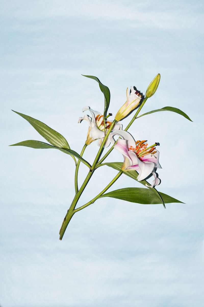 © Vanessa Lucrezia Francia - looking better