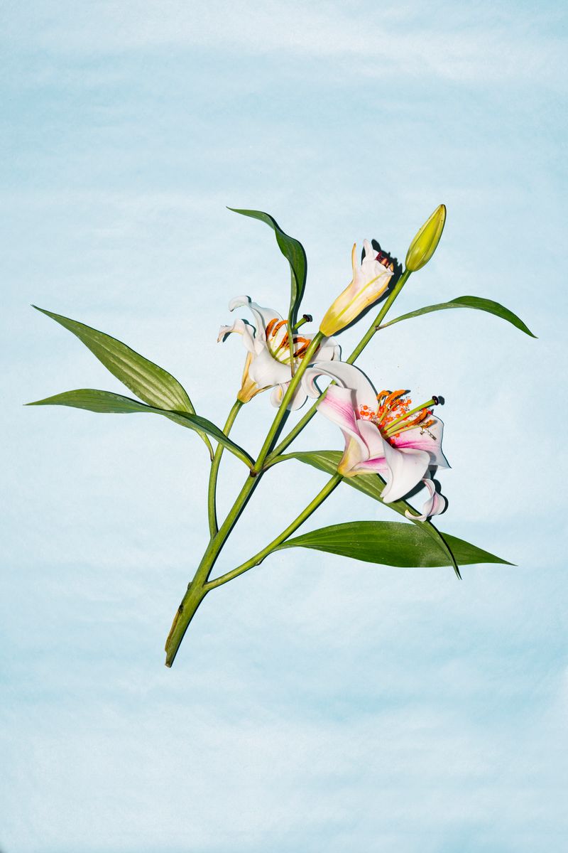 © Vanessa Lucrezia Francia - looking better