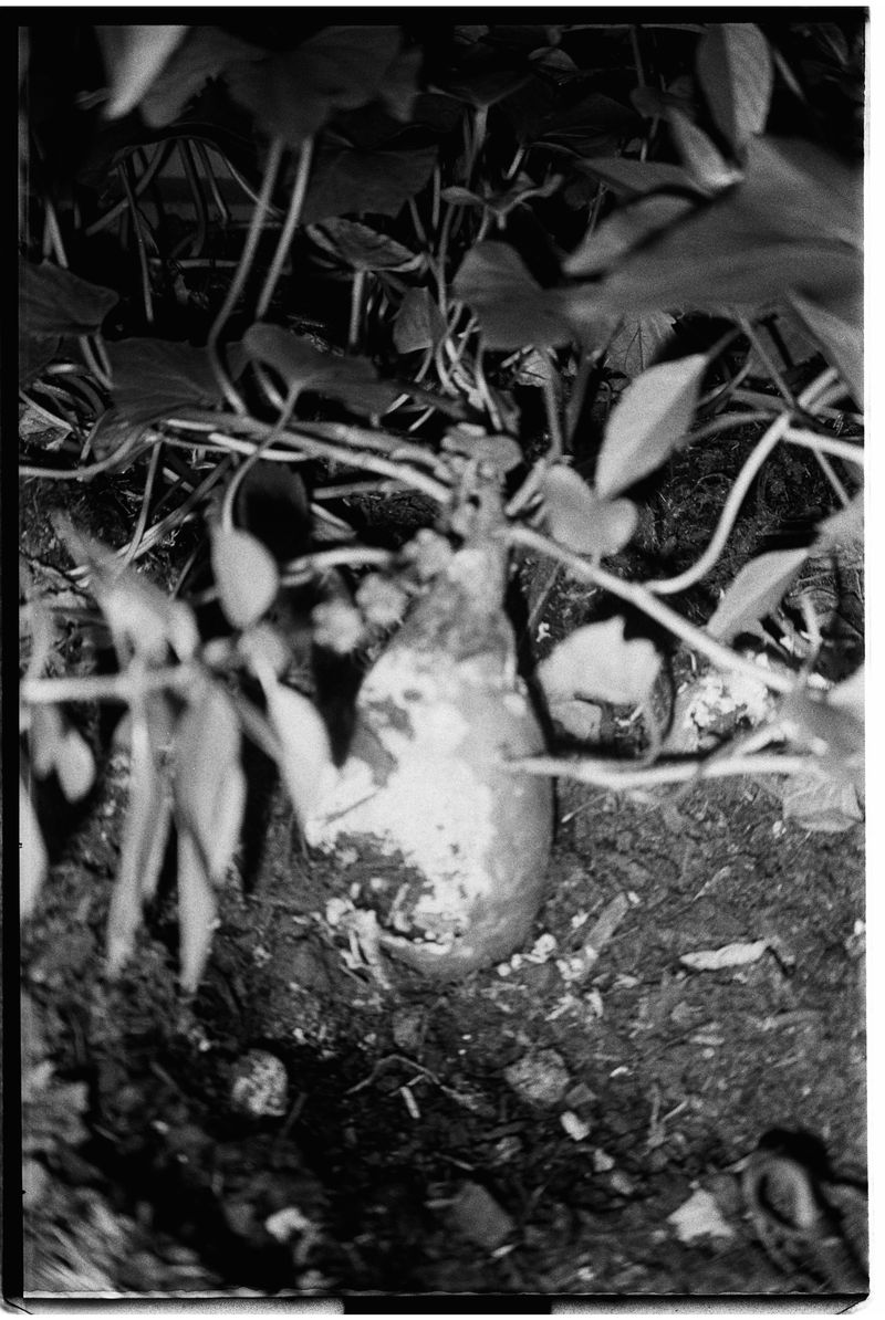 © Chrystal de louise - tendrils and thread. the great web of life.