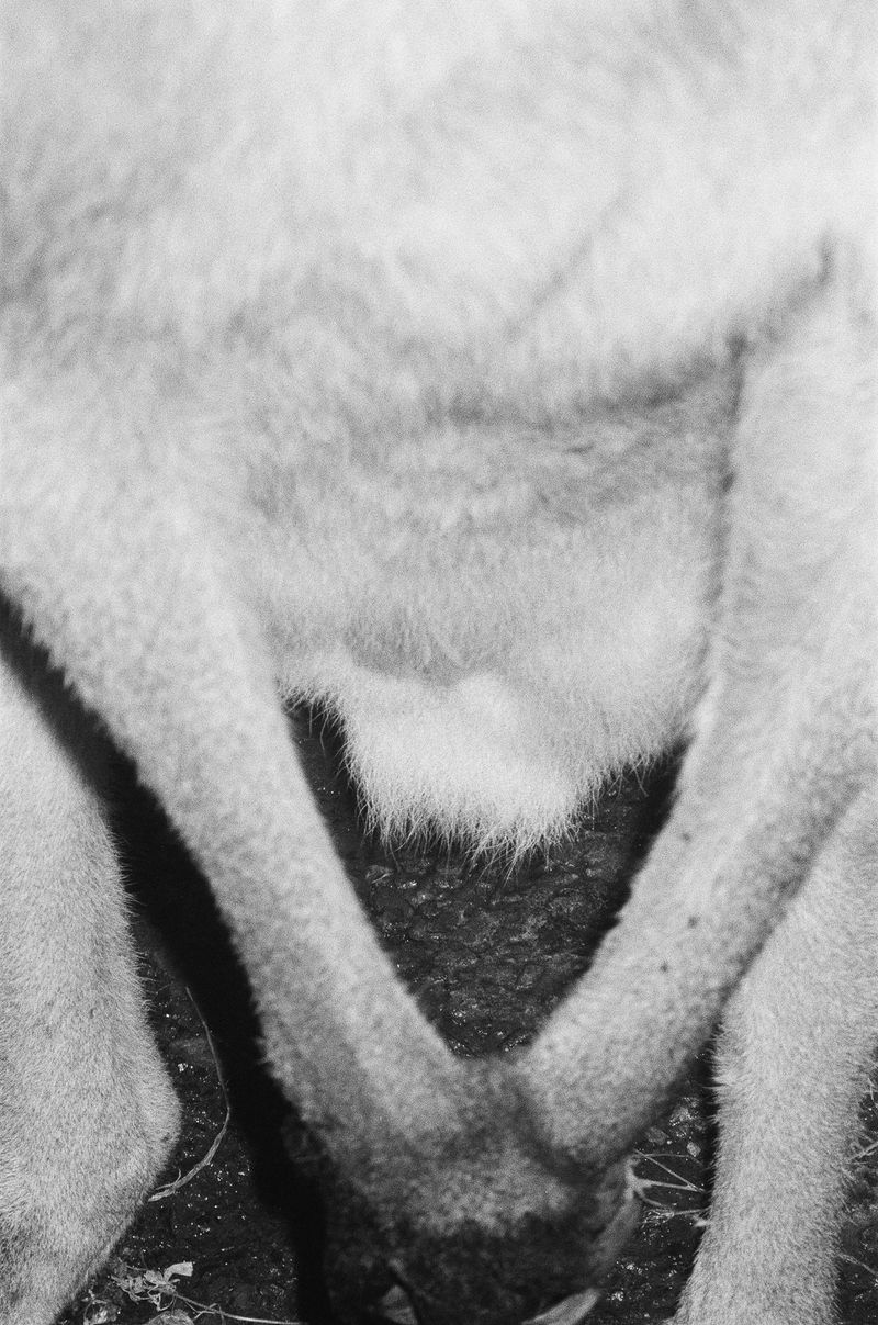 © Chrystal de louise - Image from the sometimes pure light photography project