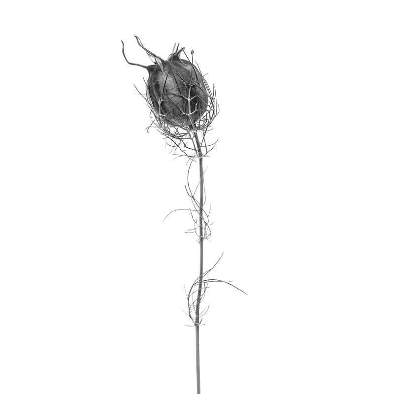 © Rocco Casaluci - Image from the Garden of Weeds photography project