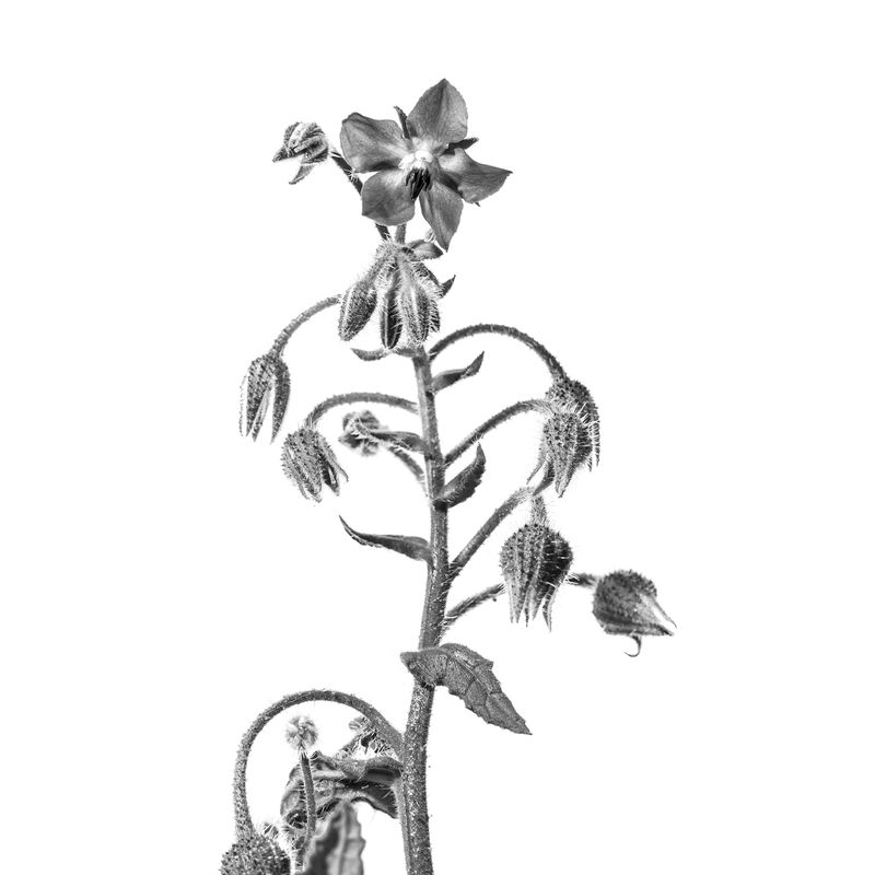 © Rocco Casaluci - Image from the Garden of Weeds photography project