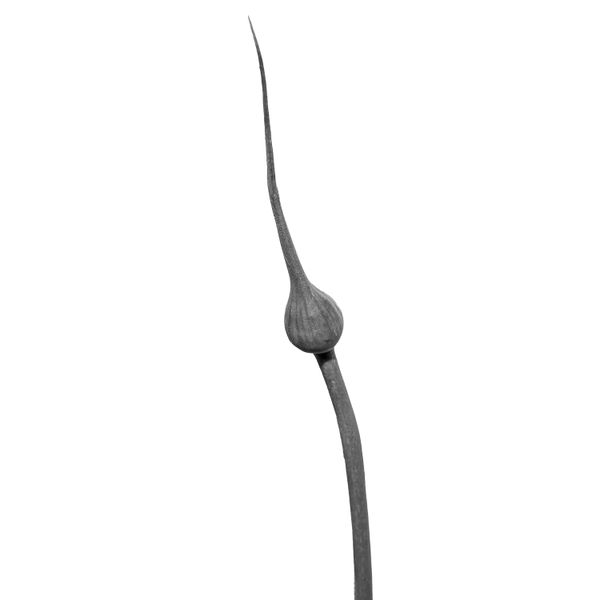 © Rocco Casaluci - Image from the Garden of Weeds photography project