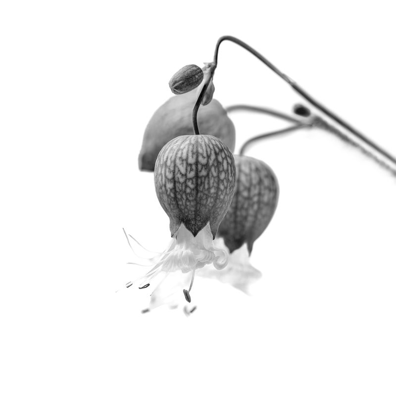 © Rocco Casaluci - Image from the Garden of Weeds photography project