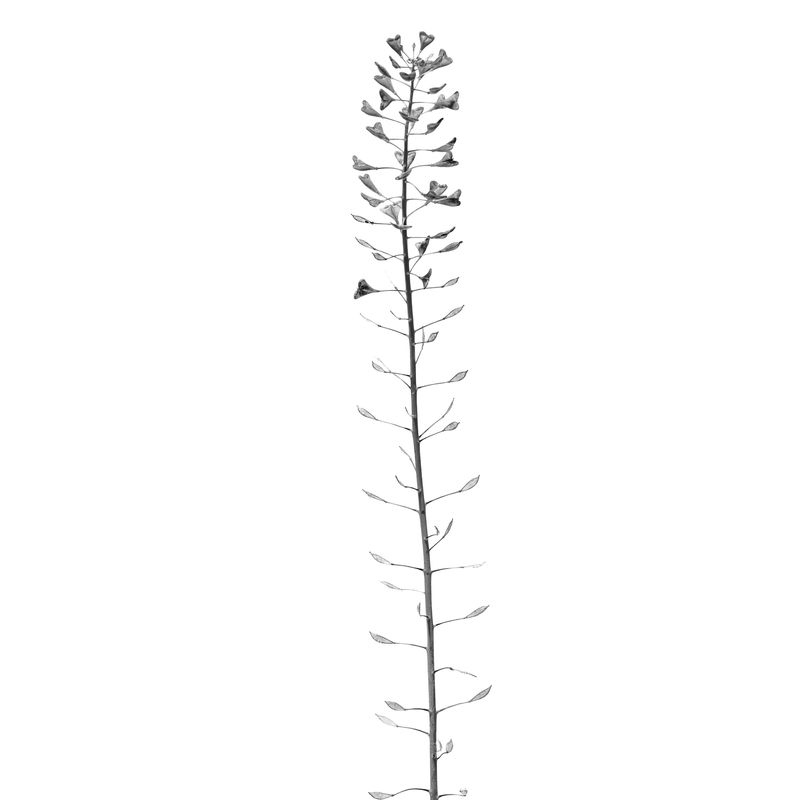 © Rocco Casaluci - Image from the Garden of Weeds photography project