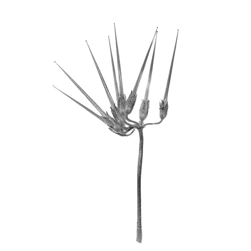 © Rocco Casaluci - Image from the Garden of Weeds photography project