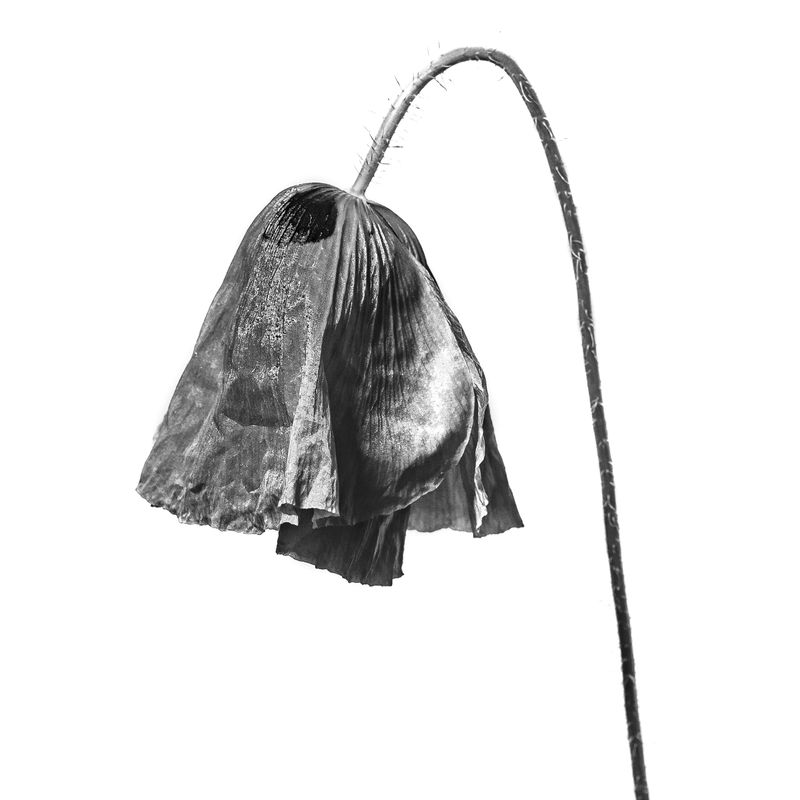 © Rocco Casaluci - Image from the Garden of Weeds photography project