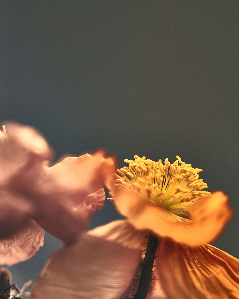© Simon Fitzpatrick - Image from the Flowers under a pendant light photography project