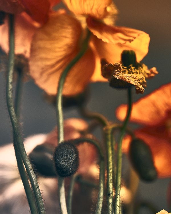 © Simon Fitzpatrick - Image from the Flowers under a pendant light photography project