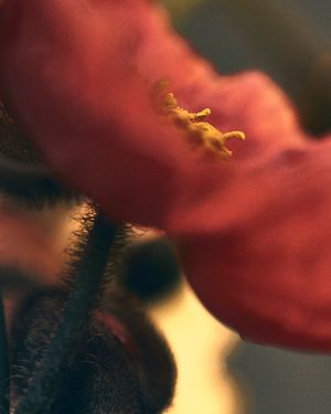 Flowers under a pendant light