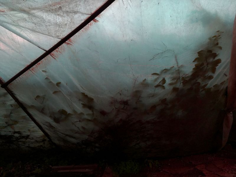 © Wendy Fredriksson - Abundant Life