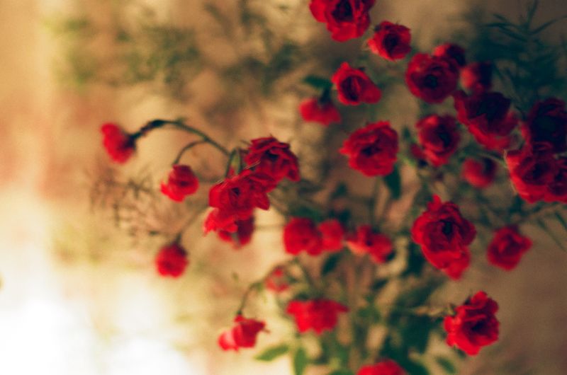 © Wendy Fredriksson - Flowers From Mom