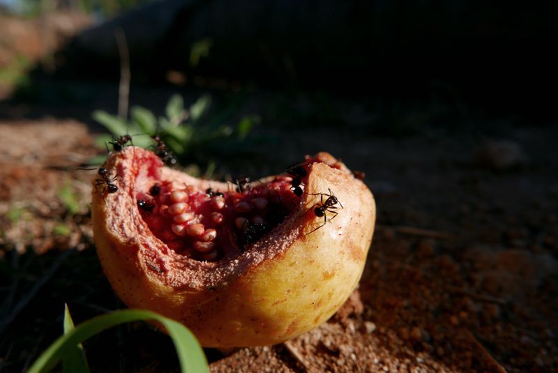 © Wendy Fredriksson - Guava