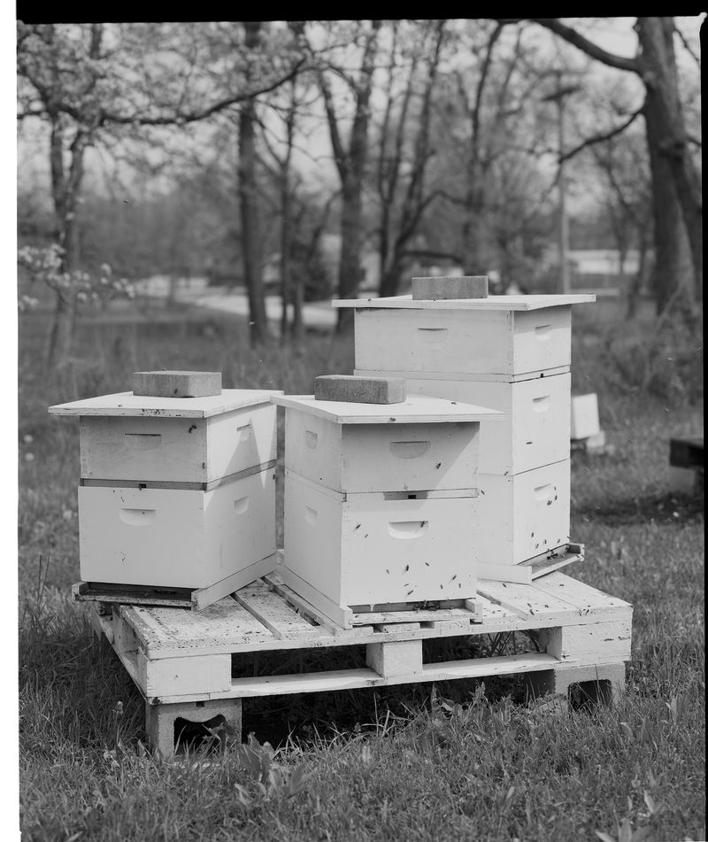 © Tori Ferenc - Beehives.