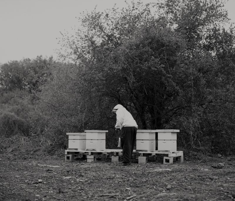 © Tori Ferenc - O'Hare Airport Apiary.