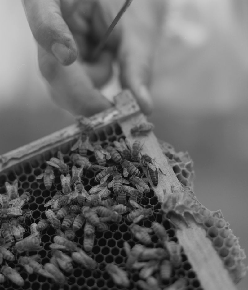 © Tori Ferenc - The queen bee.