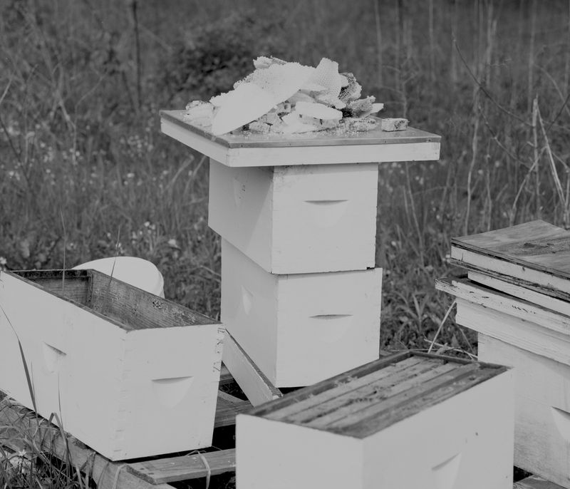 © Tori Ferenc - Cathedral of Bees.