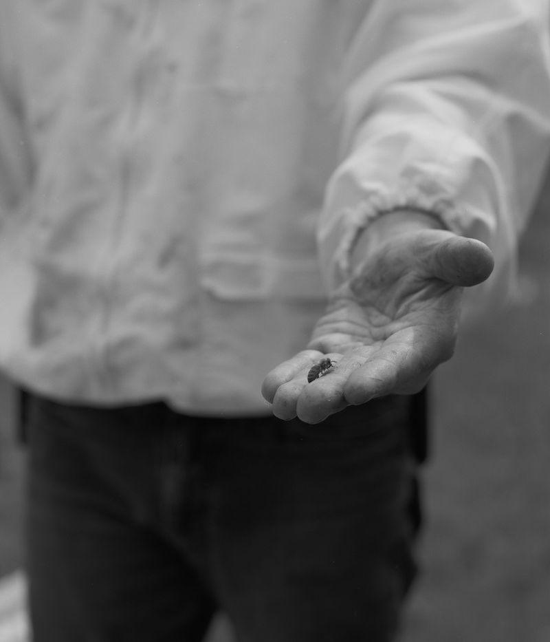 © Tori Ferenc - Saving a lost bee.