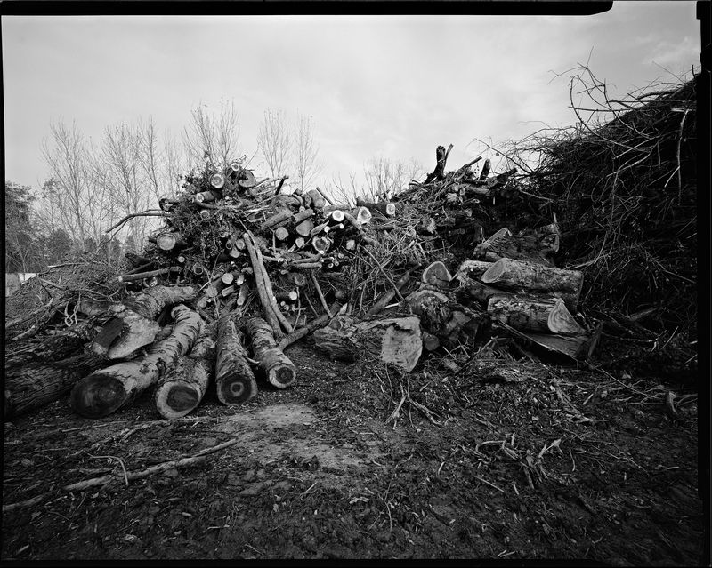 © sauro errichiello - Image from the River Trees Piles photography project