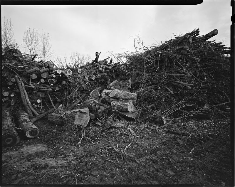 © sauro errichiello - Image from the River Trees Piles photography project