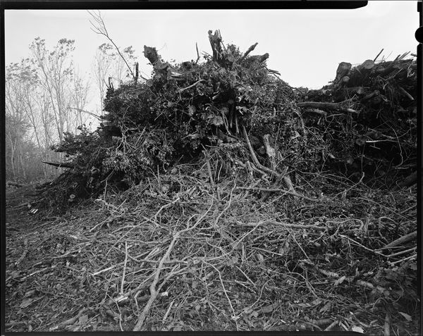 © sauro errichiello - Image from the River Trees Piles photography project