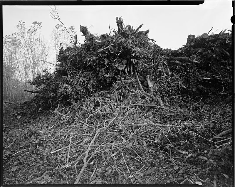 © sauro errichiello - Image from the River Trees Piles photography project