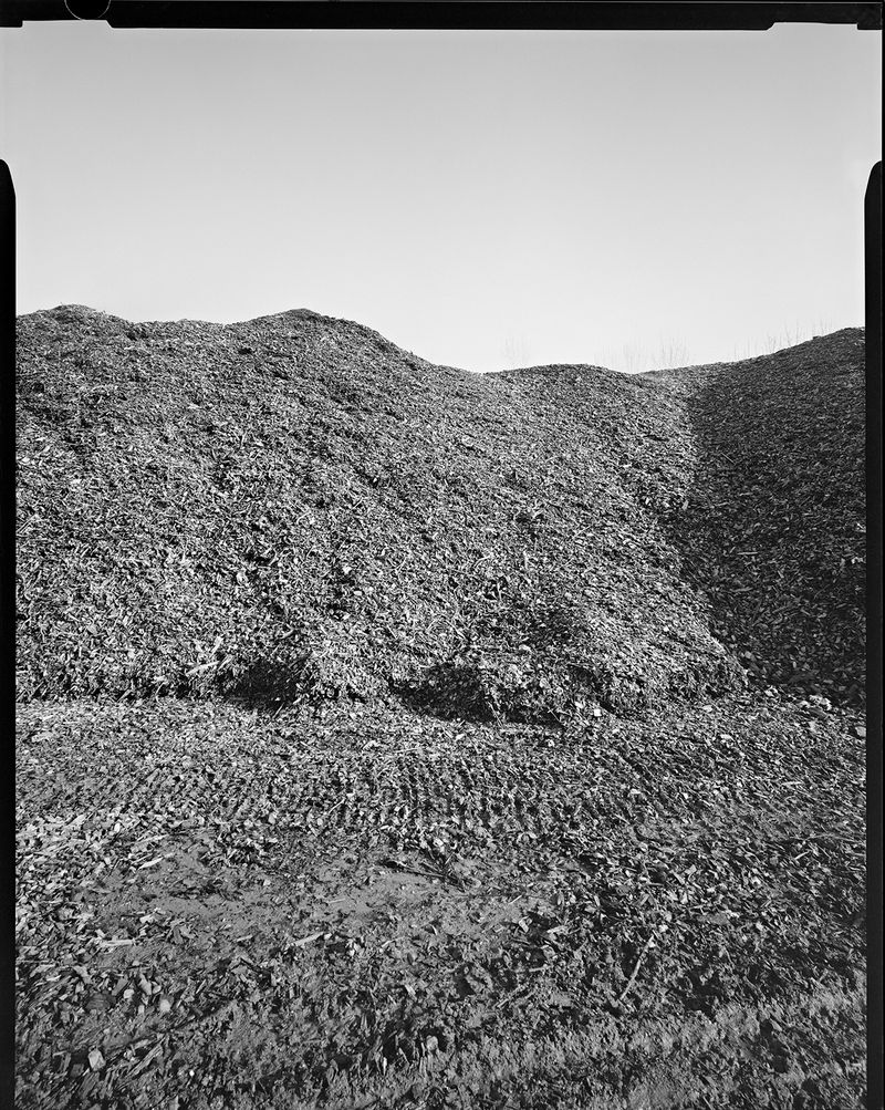 © sauro errichiello - Image from the River Trees Piles photography project