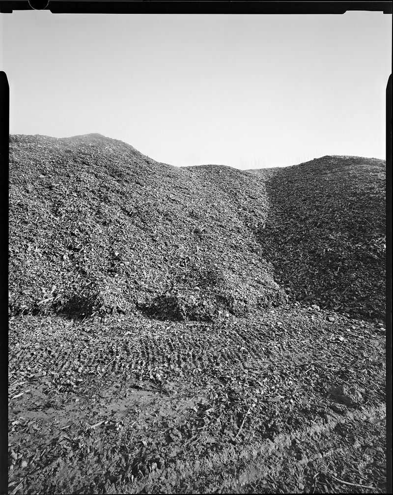 © sauro errichiello - Image from the River Trees Piles photography project