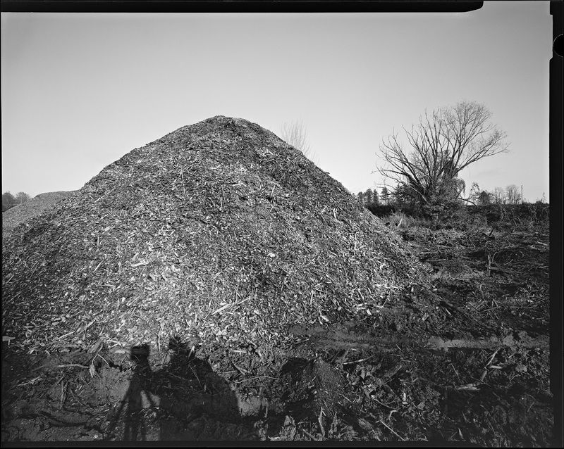 © sauro errichiello - Image from the River Trees Piles photography project