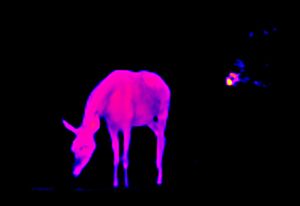 Three monkeys... well, maybe four