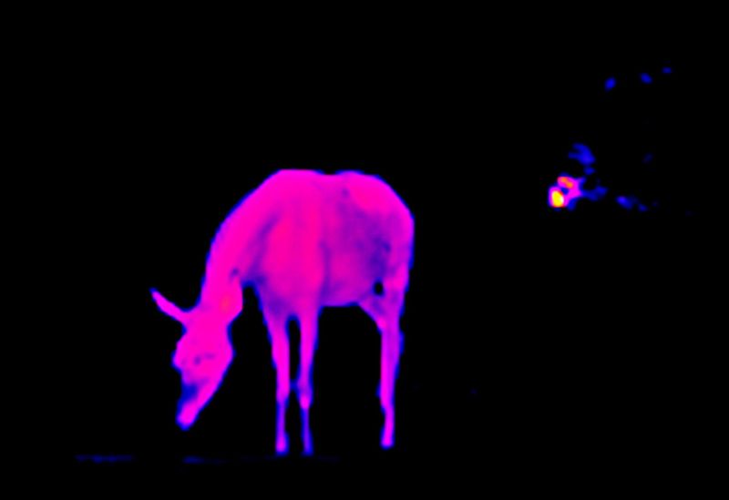 © Q - “Iridescent deer”, Belize Rainforest
