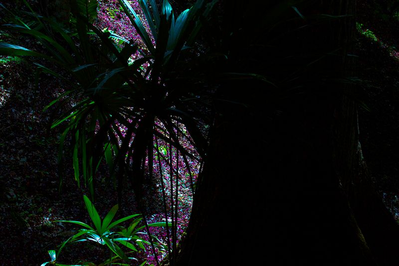 © Q - Image from the Three monkeys... well, maybe four photography project