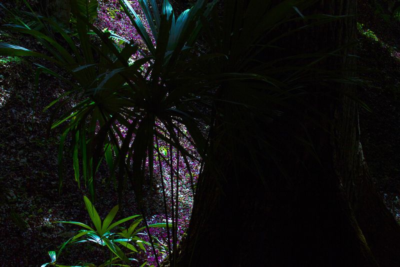 © Q - “Valley of Peace”, Belize Rainforest