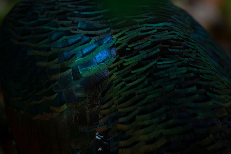 © Q - Image from the Three monkeys... well, maybe four photography project