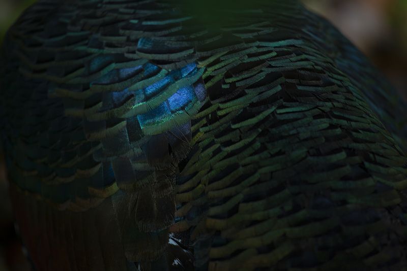 © Q - “Peacock”, Belize Rainforest